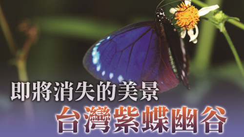 台灣原生植物保育協會｜消失的紫斑蝶講座