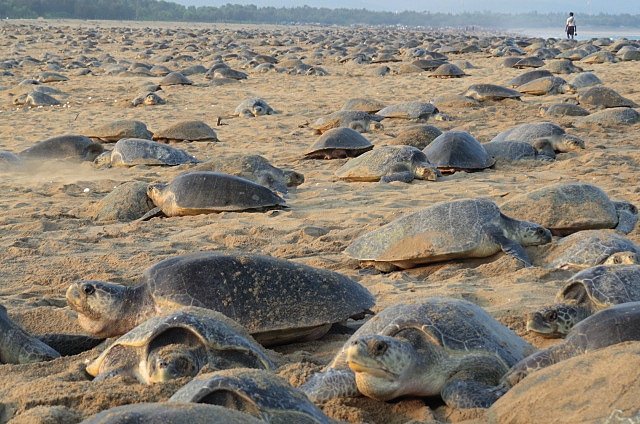 海龜為什麼要吃塑膠袋？6個海龜冷知識題目大解密