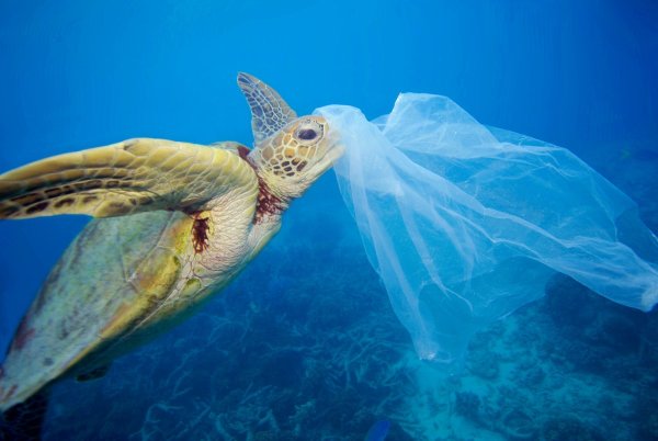 Q2：為什麼海龜會吃塑膠袋？