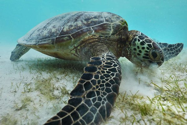 Q4：海龜為什麼有助於減緩氣候變遷？